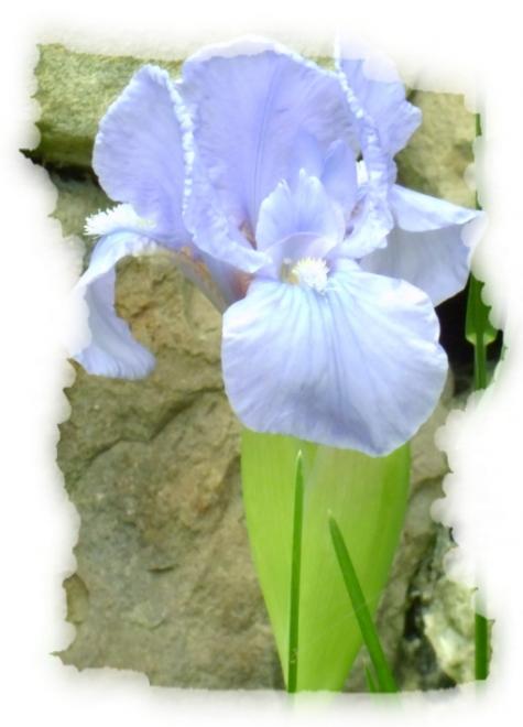 iris.jpg